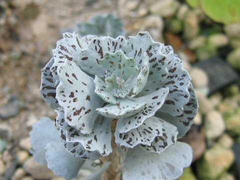 Kalanchoe rhombopilosa