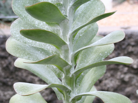 Kalanchoe thyrsiflora