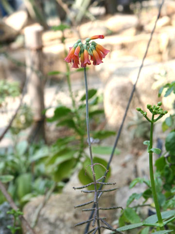 Kalanchoe tubiflora