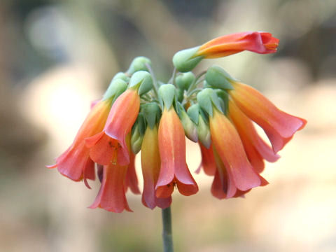 Kalanchoe tubiflora