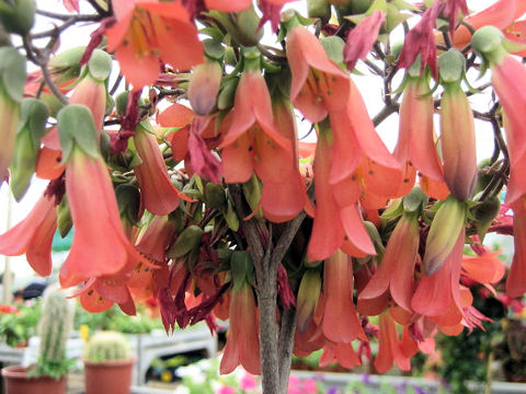 Kalanchoe tubiflora