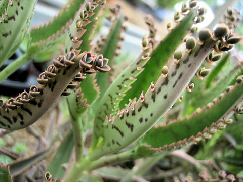 Kalanchoe tubiflora