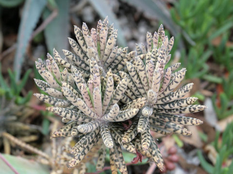 Kalanchoe tubiflora