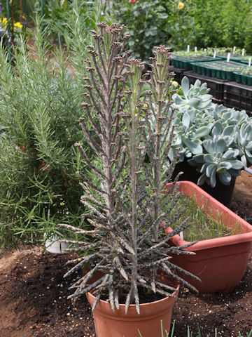 Kalanchoe tubiflora