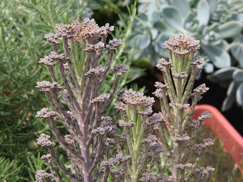 Kalanchoe tubiflora