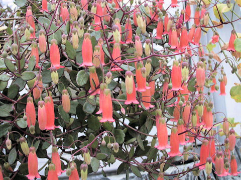 Kalanchoe uniflora cv. Tessa