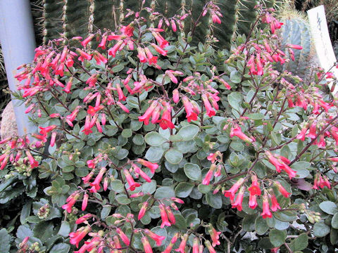 Kalanchoe uniflora cv. Mirabella