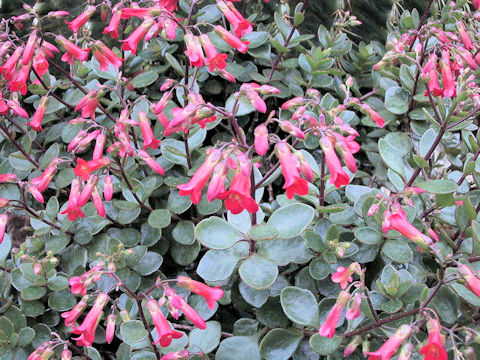 Kalanchoe uniflora cv. Mirabella