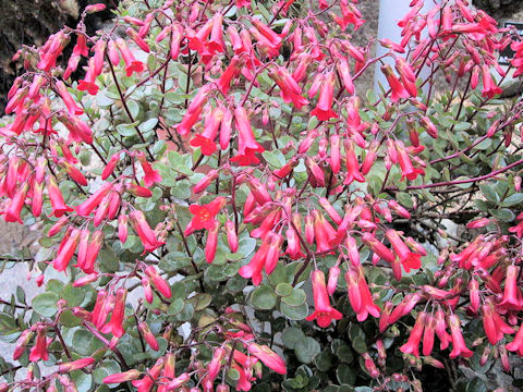 Kalanchoe uniflora cv. Mirabella