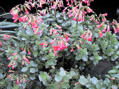 Kalanchoe uniflora cv. Mirabella