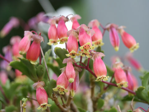 Kalanchoe miniata cv. Wendy