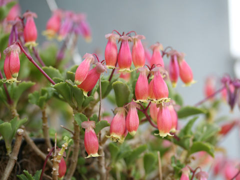 Kalanchoe miniata cv. Wendy