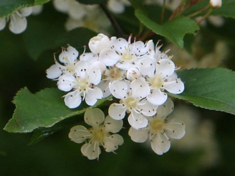 Pourthiaea vilosa var. laevis