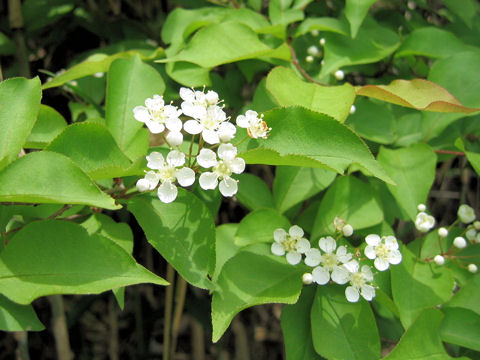 Pourthiaea vilosa var. laevis