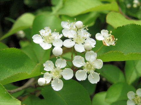 Pourthiaea vilosa var. laevis