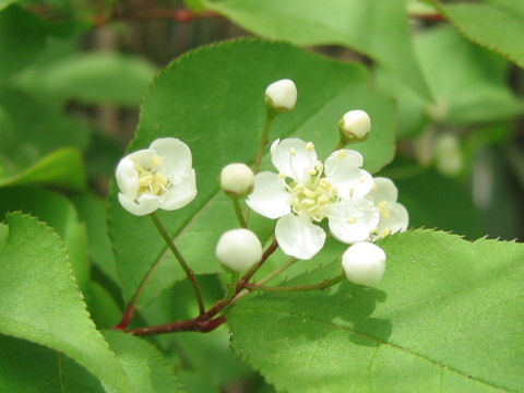 Pourthiaea vilosa var. laevis