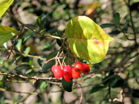 Pourthiaea vilosa var. laevis