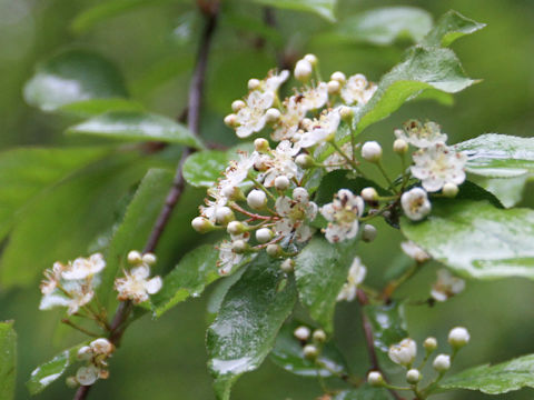 Pourthiaea vilosa var. laevis