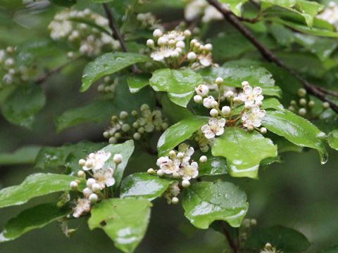 Pourthiaea vilosa var. laevis