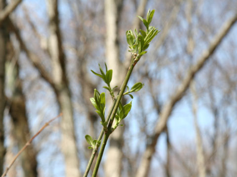 Euonymus sieboldianus var. sanguineus