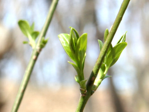 Euonymus sieboldianus var. sanguineus