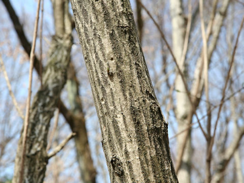 Euonymus sieboldianus var. sanguineus