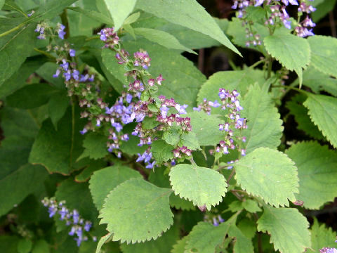 Rabdosia umbrosa var. leucantha