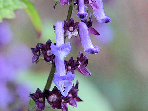 Rabdosia umbrosa var. leucantha