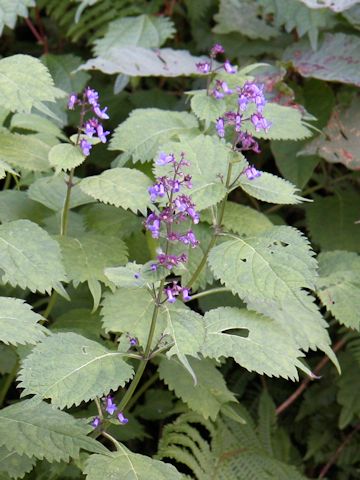 Rabdosia umbrosa var. leucantha