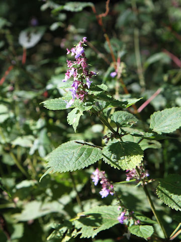 Rabdosia umbrosa var. leucantha