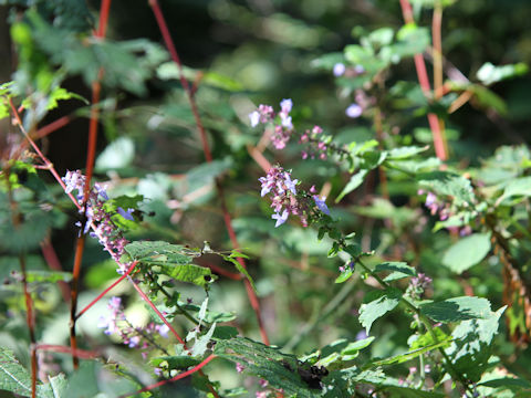 Rabdosia umbrosa var. leucantha