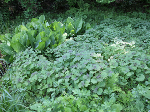 Rabdosia umbrosa var. leucantha