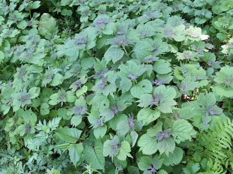 Rabdosia umbrosa var. leucantha