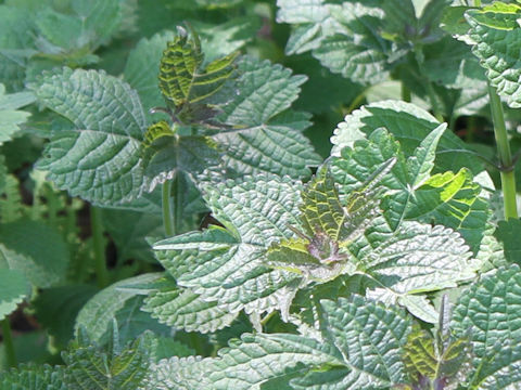 Rabdosia umbrosa var. leucantha