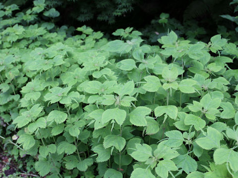 Rabdosia umbrosa var. leucantha