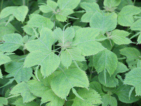 Rabdosia umbrosa var. leucantha