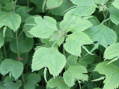 Rabdosia umbrosa var. leucantha