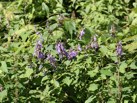 Rabdosia umbrosa var. leucantha