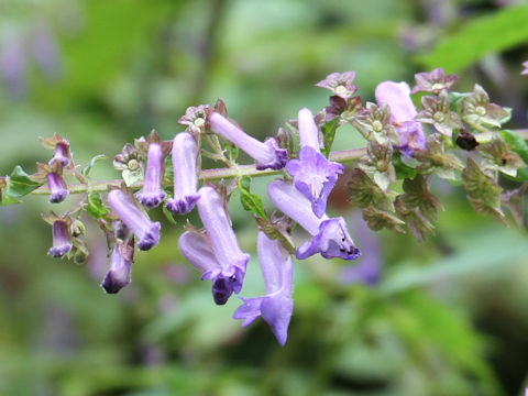 Rabdosia umbrosa var. leucantha