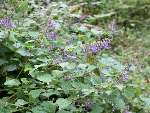 Rabdosia umbrosa var. leucantha