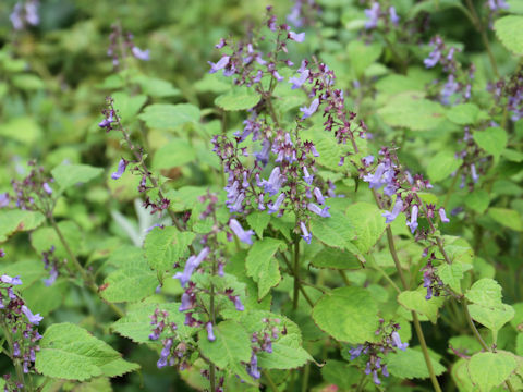 Rabdosia umbrosa var. leucantha