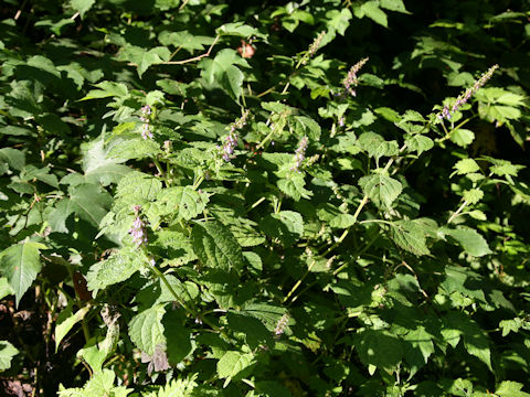 Rabdosia umbrosa var. leucantha