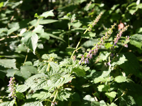 Rabdosia umbrosa var. leucantha