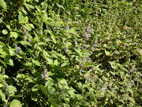 Rabdosia umbrosa var. leucantha