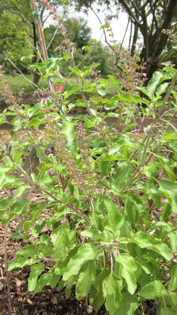 Ocimum tenuiflorum