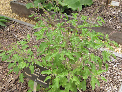 Ocimum tenuiflorum