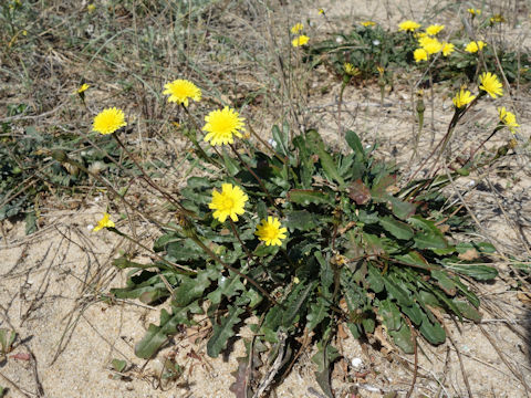 Leontodon taraxacoides