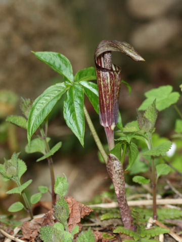 Arisaema ishizuchiense var. brevicollum