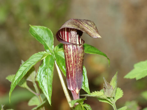 Arisaema ishizuchiense var. brevicollum