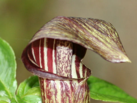 Arisaema ishizuchiense var. brevicollum